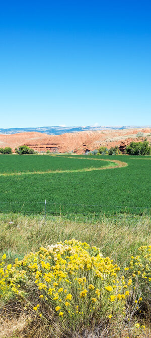 agriculturalfield