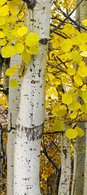 Aspen Trees