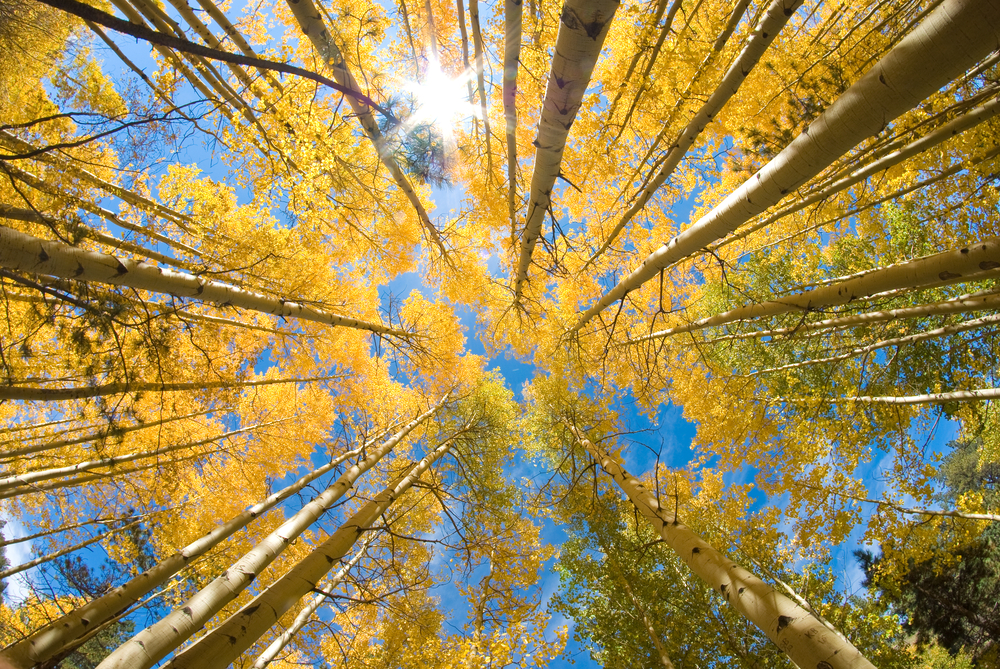 view of aspen trees and sky