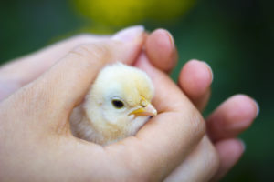 Photo of baby chick in hand