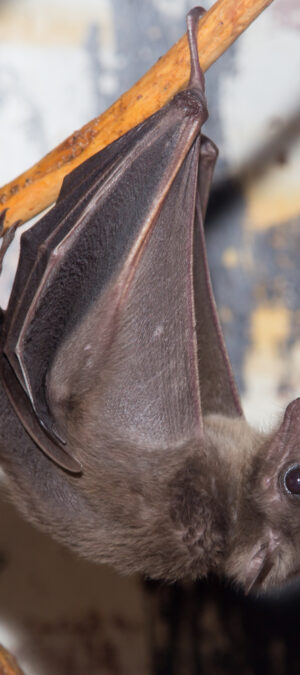 bat