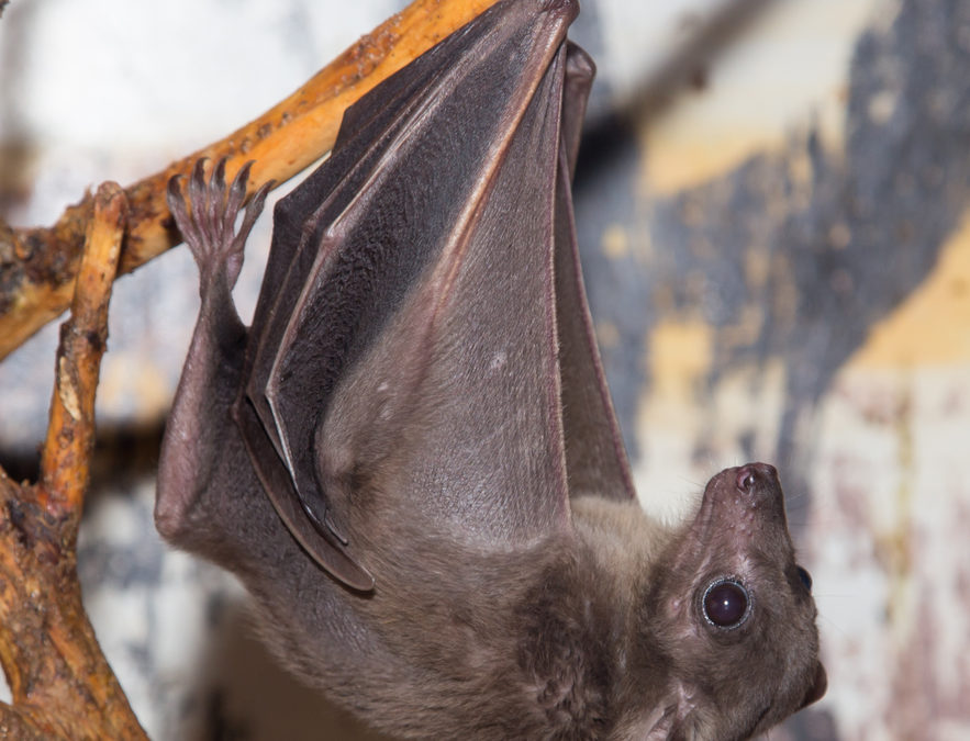 Rabies Makes Its Return to Wyoming