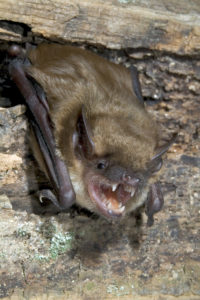 Photo of bat