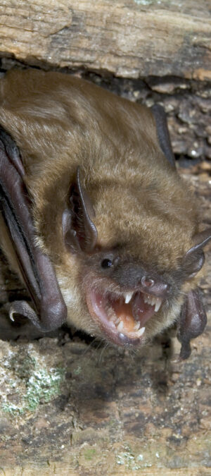 bat2