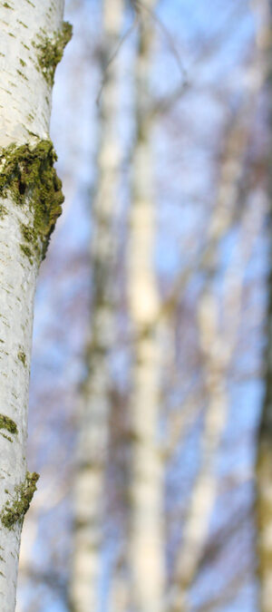 birchtrees