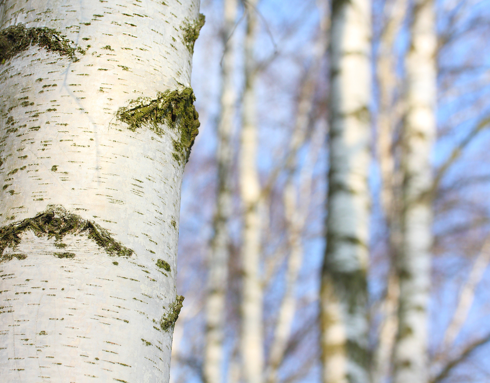 group of birch trees