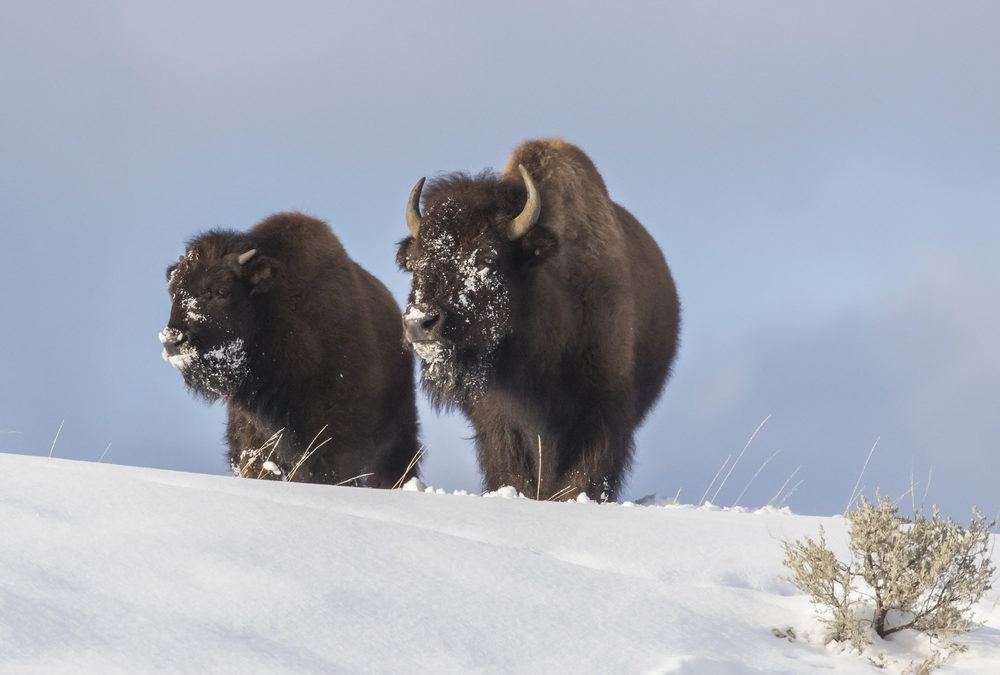 Hunters Asked to Help with Brucellosis Monitoring