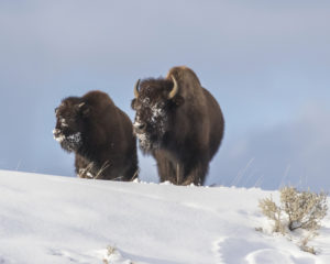 Photo of two bison in snow