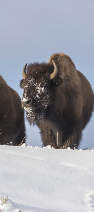 bisoninsnow