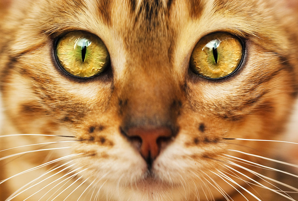 Plague Confirmed in Sheridan County Cat