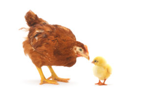 Photo of chicken and chick