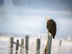 Eagle sitting on a fence