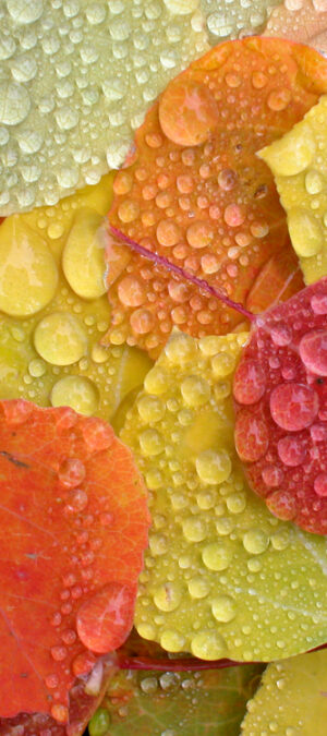 Fall Leaves with Raindrops