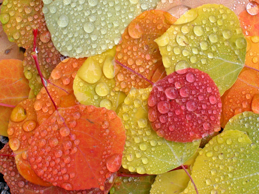 fall leaves with raindrops