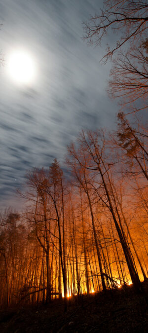 forestfire