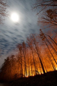 Photo of forest fire