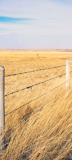grassandfence