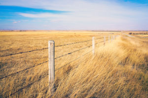 Tall grass and a barbed wire fenceline.