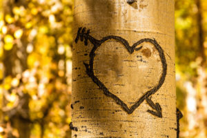 Heart with an arrow through it on a tree.