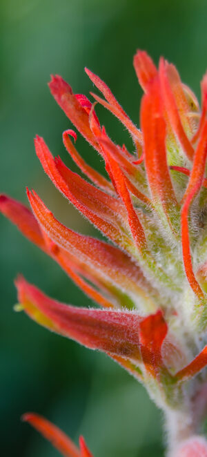 indianpaintbrush