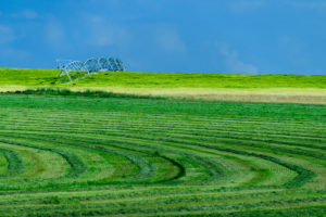 An irrigation hay field