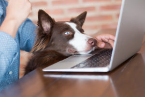 Laptop with dog resting on keyboard