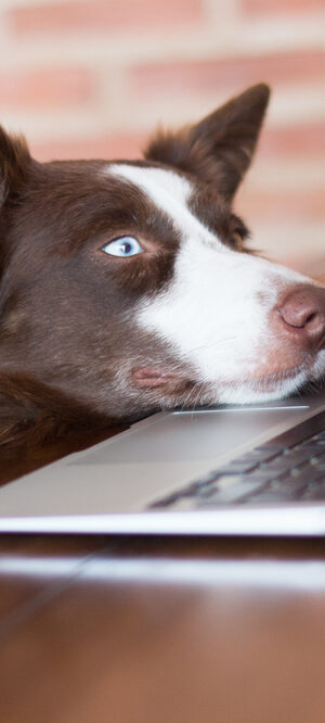 laptopwithdog