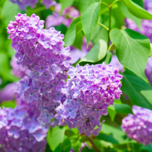 Lilac bush in the woods