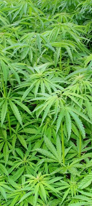 marijuanaplants