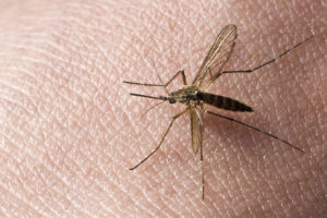 Mosquito on skin.