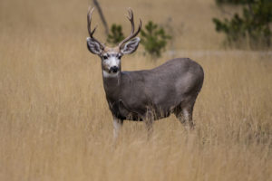 Photo of deer