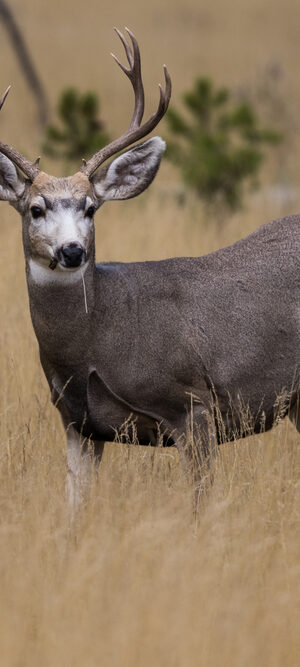 muledeer