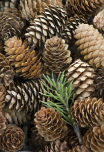 Pinecones on the ground