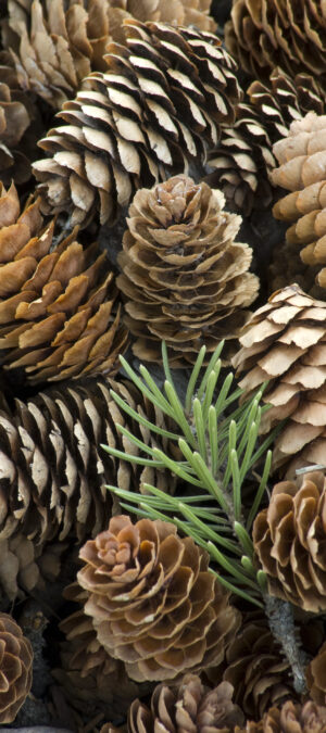 pinecones