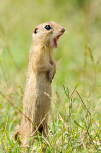 Photo of prairie dog