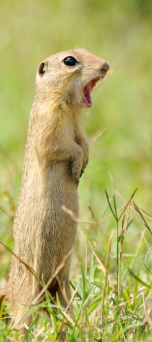 prairiedog