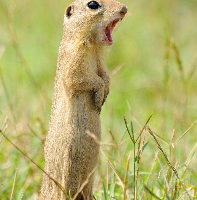 Plague Confirmed In Northeastern Wyoming Prairie Dog Wyoming Department Of Health,Is Soy Milk Healthy For You