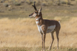 Pronghorn antelope in the prarie