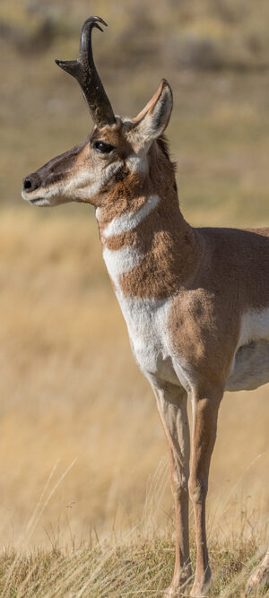 pronghorn
