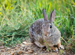 rabbit with ears up