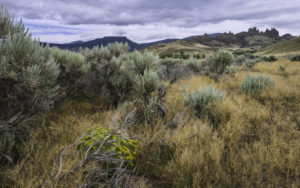photo of sagebrush and hills