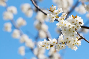 spring blossoms on tree