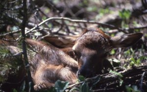 A new born dear, snuggled between tree branches.