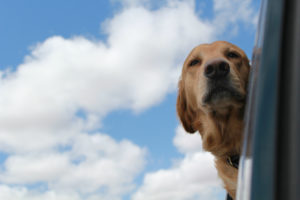 Blue sky, white clouds, a Golden Retriever is sticking his head out the vehicle window. Really enjoying himself.