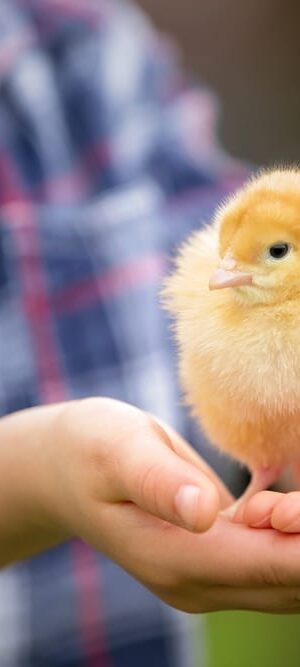 baby chick in hands