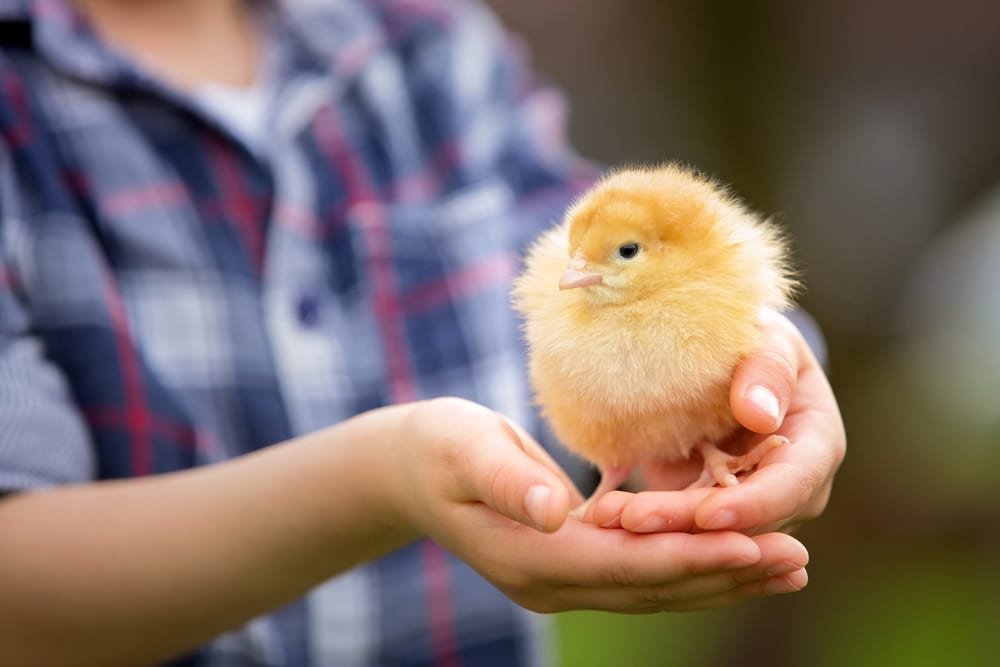 Photo of baby chick in hands