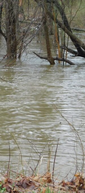 flooding water with trees