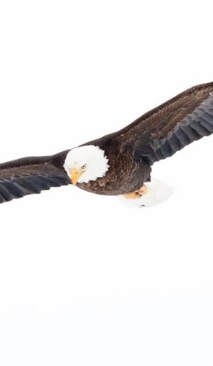 flying bald eagle