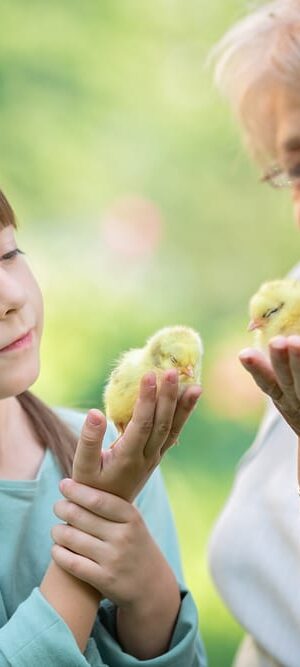 girl and grandma with baby chicks
