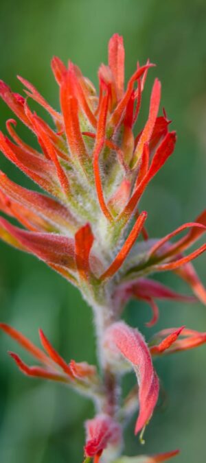 indian paintbrush vertical